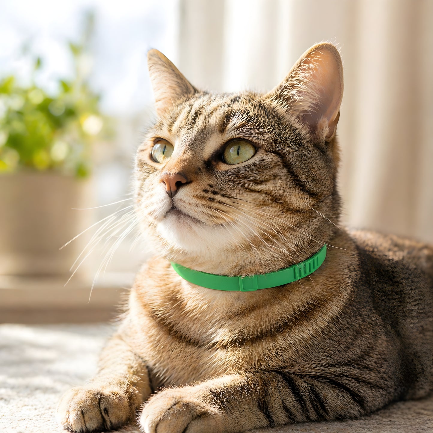 Flea & Tick Collar