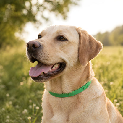 Flea & Tick Collar